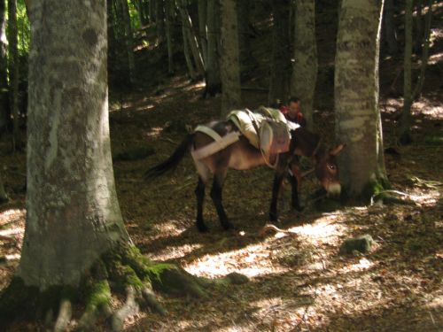 trekking con i muli-5.JPG